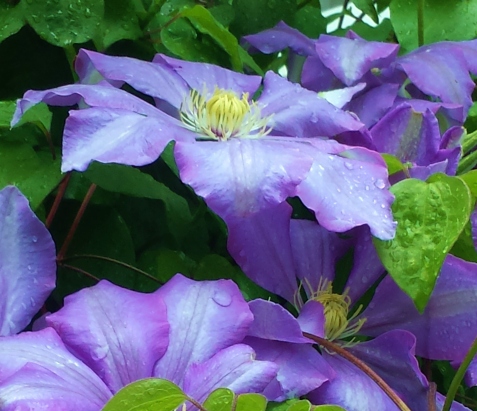 Clematis Will Baron -- May Clematis of the Month