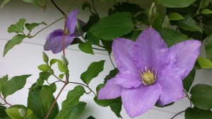 Clematis Cezanne
