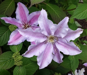 Clematis The First Lady