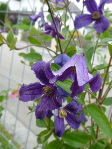 Clematis hendersonii