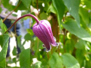 Another version of the Clematis texensis species