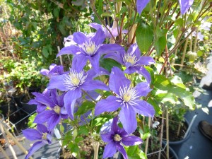 Clematis in Van Zost display