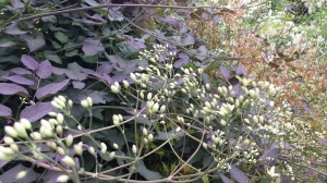 C recta purpurea buds