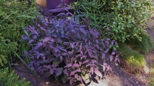 Gorgeous Plum Purple Leaves in July