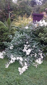 C. recta purpura, blooming a second time in late August!