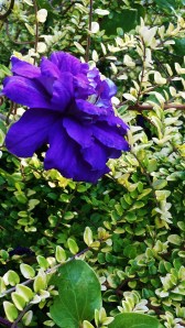 C. Beauty of Worcester blooming in August instead of spring.