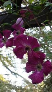 C. Kermisina blooming as expected--in August.
