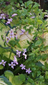 C. Little Nell (named for the young neighbor of the hybridizer)