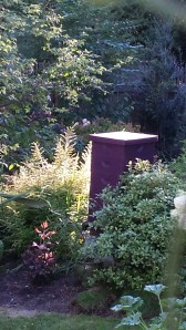 Purple leaves of C. recta purpurea for the second time.