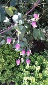 Clematis viorna in early August, blooming away.