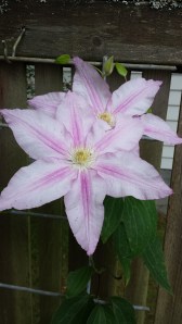 C. Vancouver Morning Mist -- Reprieve!