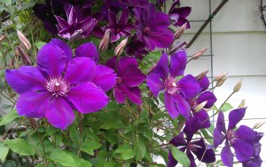  Clematis 'Gipsy Queen'