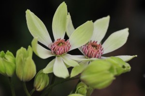 C. armandii 'Red Heart' Close-Up