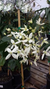 Blooming away in a pot at the nursery.