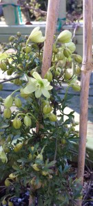 New Zealand clematis, C. Pixie