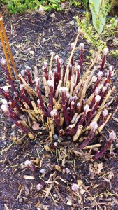 Purple stems of C. recta purpurea already sprouting in March!