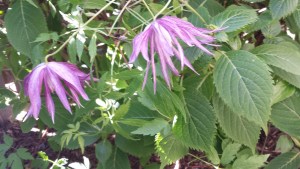 Clematis Joe Zary, with it's sputnik flower.