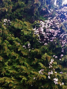 C. montana Vera, 40' up a 90' Port Orford Cedar!