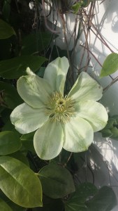 The ever-lovely C. Guernsey Cream.