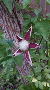 The first bud of C. Josephine about to open.