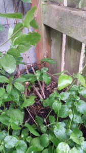 Base of C. Will Baron in April.  Three old vines are gone, replaced by much new growth.