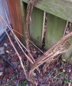 Base of C. Will Baron before cutting through the three oldest vines. Note the three younger vines on the left.