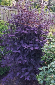 The gorgeous purple leaves of C. recta purpurea, nearly 6' tal!