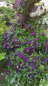 C. Etiole Violette, south side