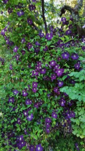 C. Etoile Violette, west side