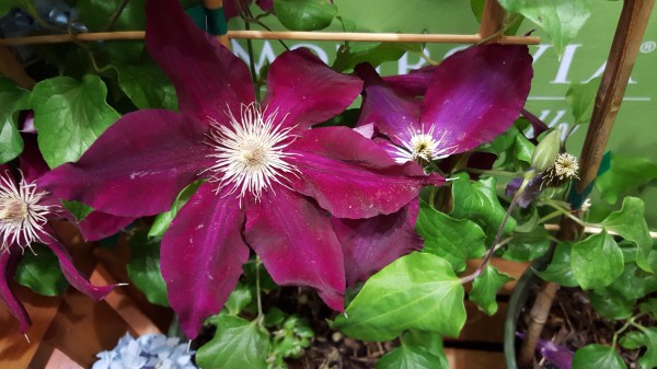 RebeccaMonroviaBooth