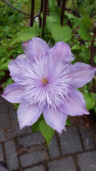 CrystalFountain(FairyBlue)