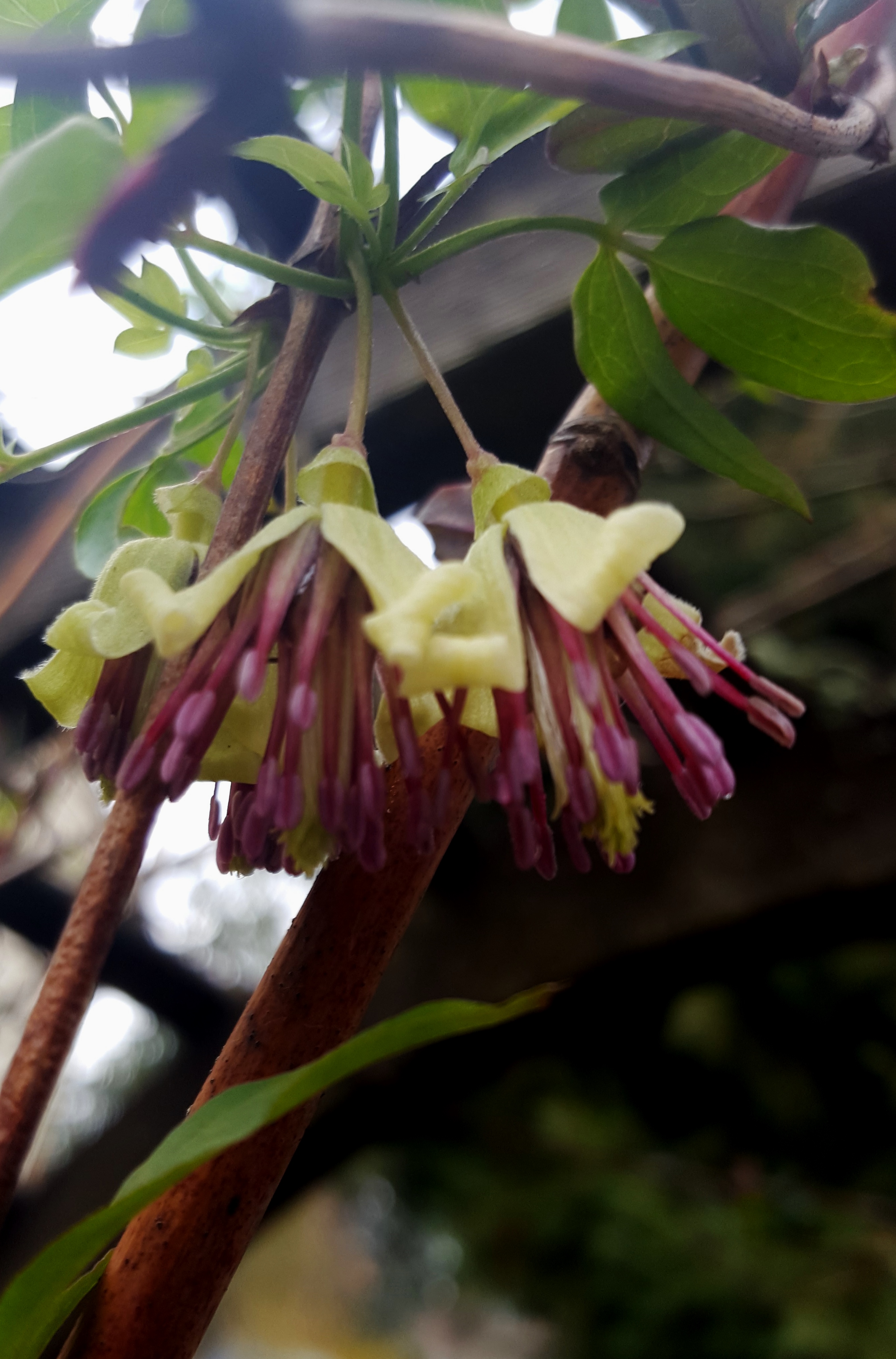 Spring Is in the Air in Seattle! | Clematis in Seattle